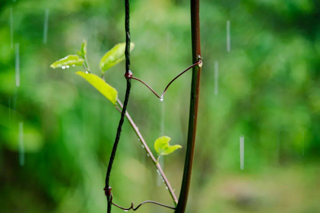 最美的春雨诗词，春雨润万物，人间朝气生-第6张图片-非凡网