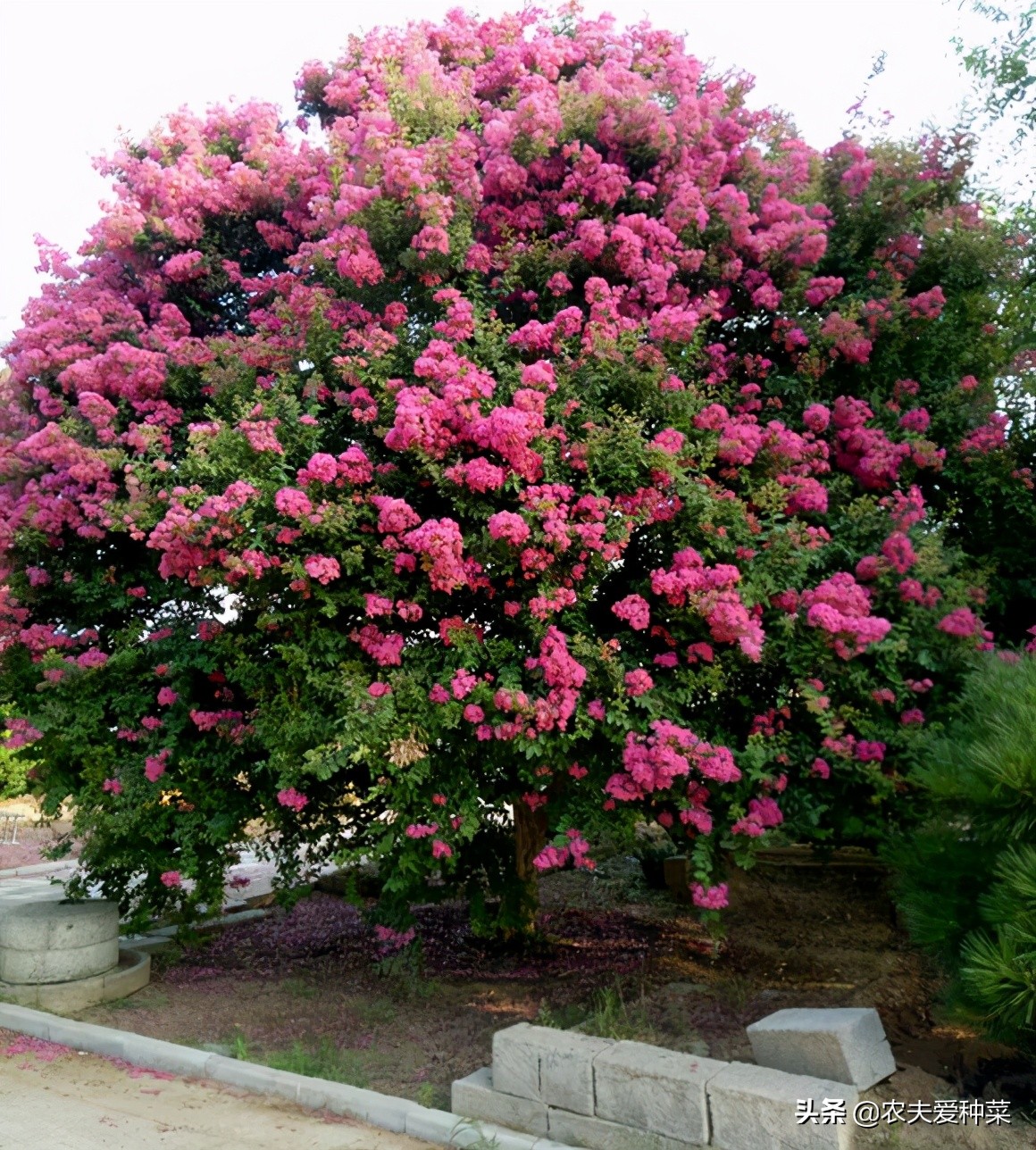 此花名叫 百日紅 越熱越開好 花朵美艷 養一棵滿樹繁花 資訊咖