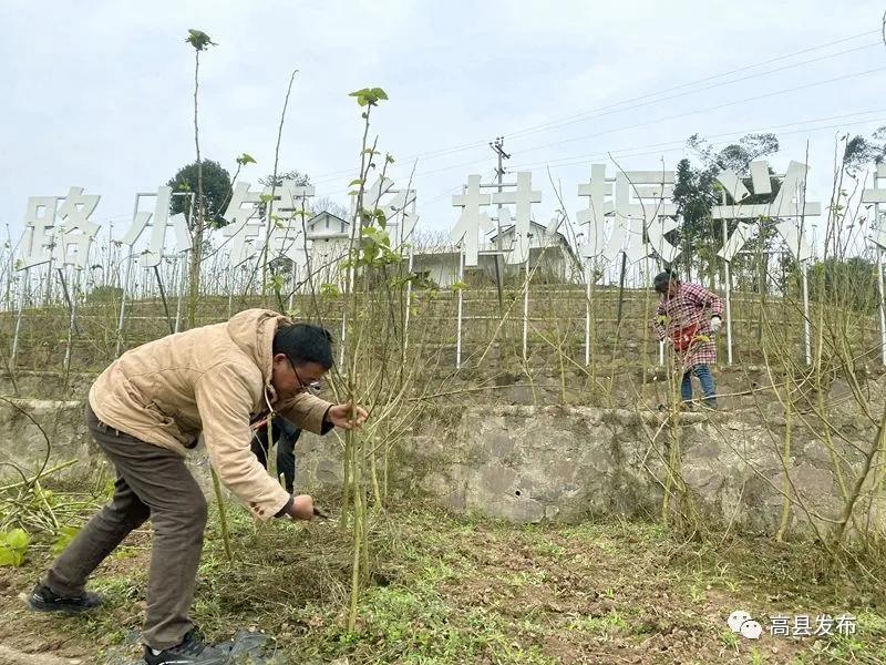 高縣：20余萬畝桑園進(jìn)入冬季管理