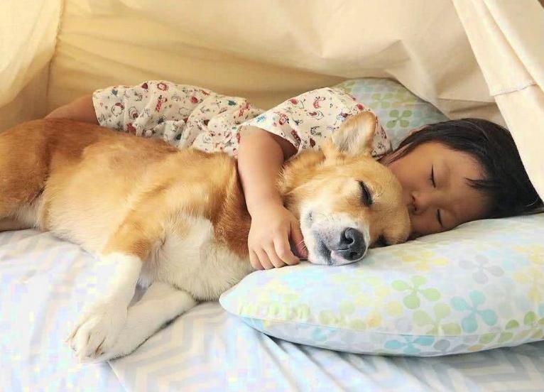 Is it dangerous to sleep with a dog?No deworming is harmful iMedia