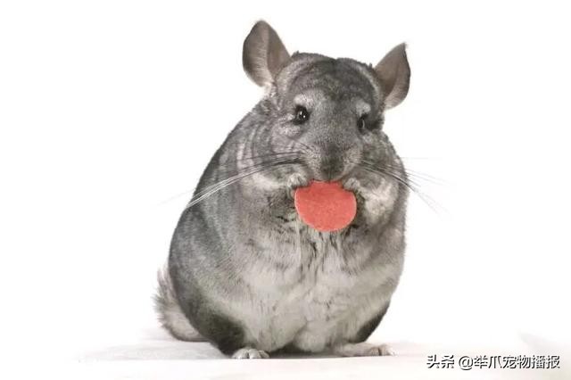 雖然貓狗是寵物界的王牌，但這些寵物，才是最適合做寵物