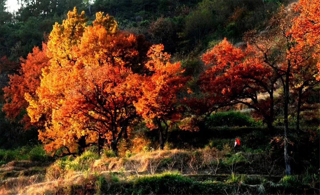Missing these 14 maple viewing areas in November is equivalent to missing the entire autumn