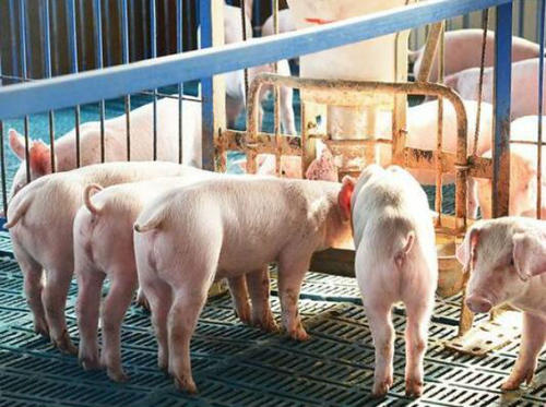 为什么你的保育猪长得慢？是饲料的问题吗？