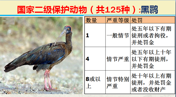 国家最新125类二级野生保护名录，图片及违法对应刑责