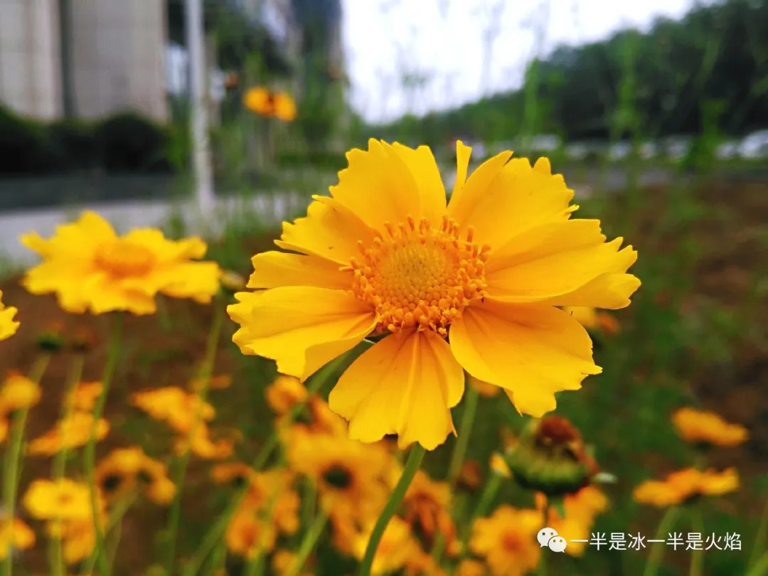 散文诗：夏天，或者雨-第4张图片-诗句网