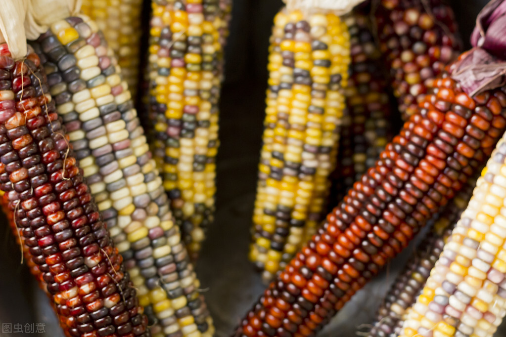 玉米“连跌不止”，3个利空来袭，真有“危机”？粮商咋说？