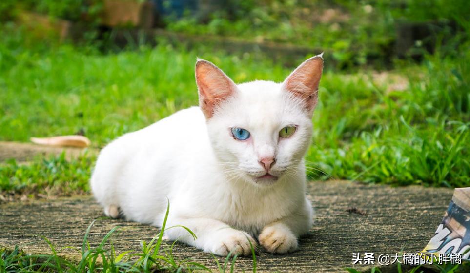 Comparison of cats with 8 coat colors. No wonder orange cats are