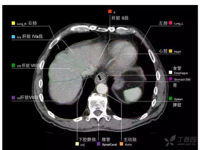 掌握这篇解剖，晋级腹部CT影像诊断高手（精细版）