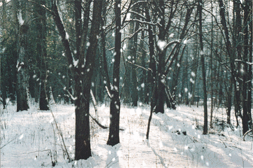 十首听雪诗词，感受古人诗意的冬天-第20张图片-诗句网