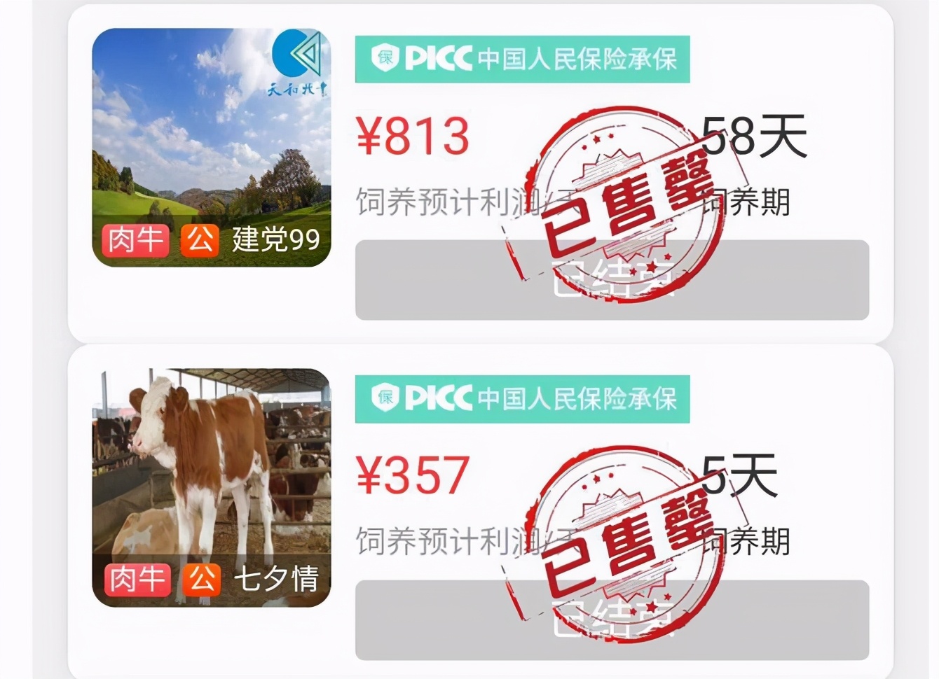 The heat that raise a cattle is ecbolic give a kind of new-style fraud that raise a cattle, many people by " Yun Yangniu " cheated hundred thousands of