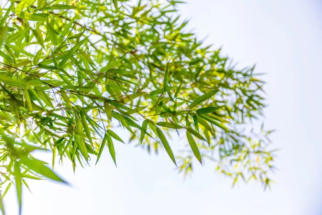 100首夏日诗词，带你清凉一夏-第8张图片-诗句网