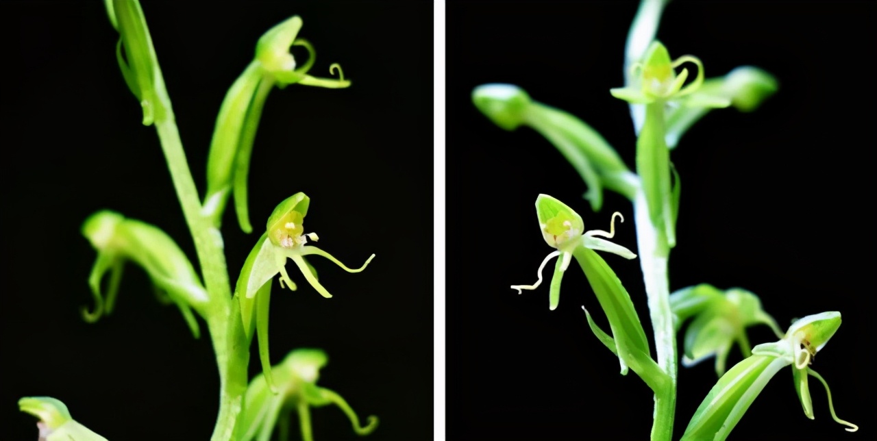 長江發現“神秘物種”鳤，本可長10餘公斤，為何如今很難見到？