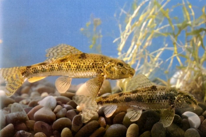 58钝吻棒花鱼 鲤科abbottina obtusirostris (wu et wang)(棒花鱼)59