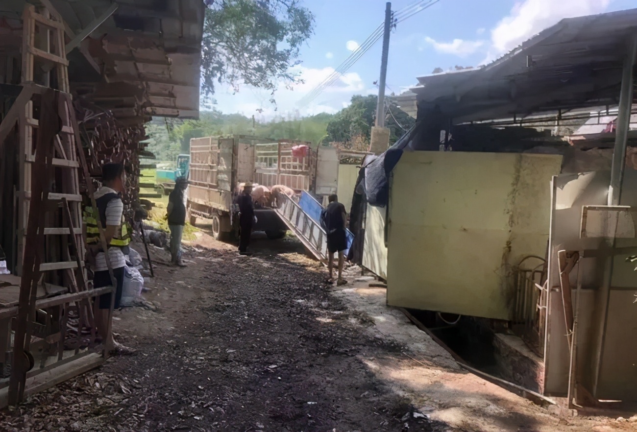 5月底前，未经审批猪场全部清场！多地再现拆猪场