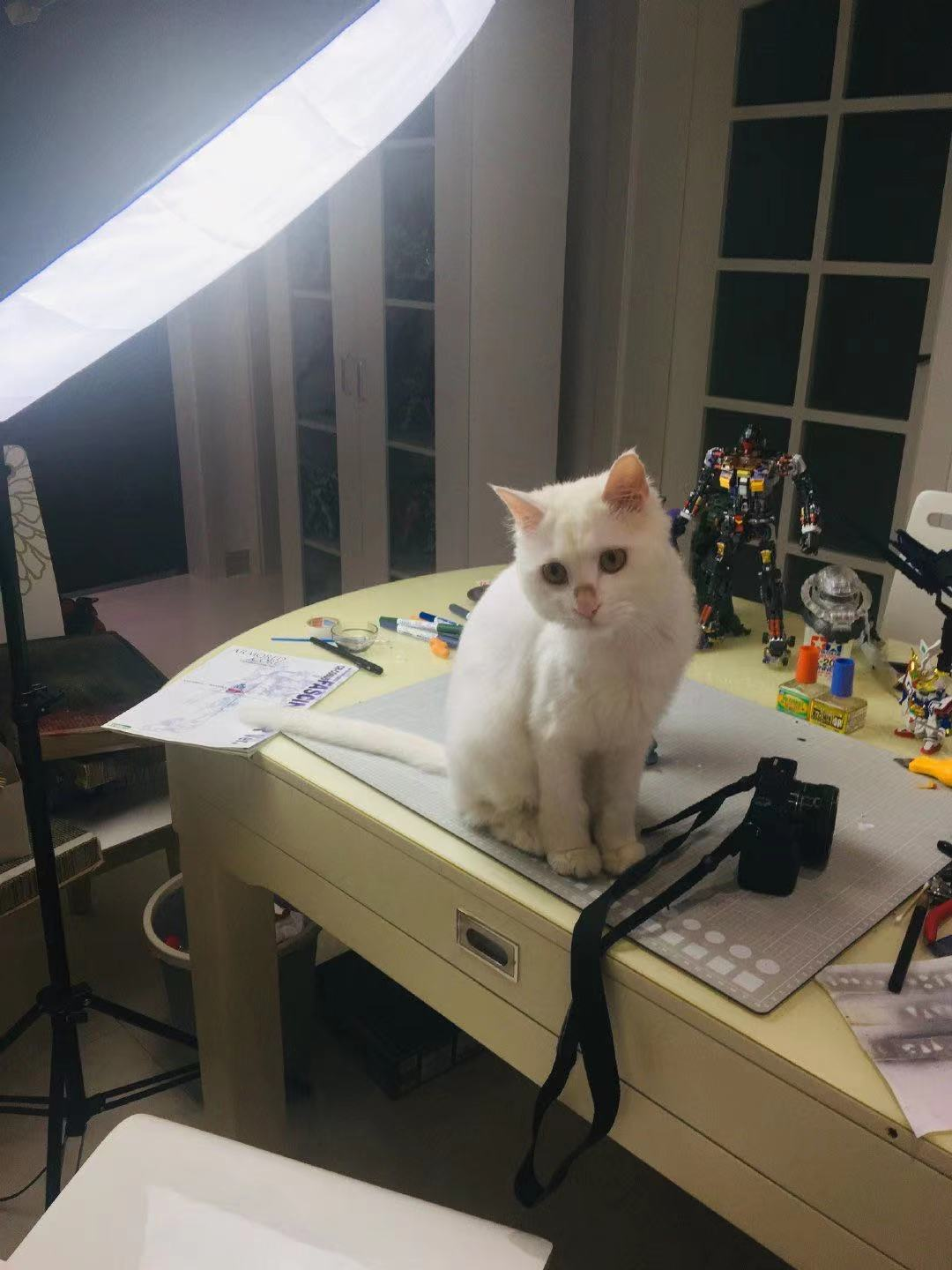 晋江月逝水事件始末自杀死了吗陈博鉴方婷照片个人资料是谁