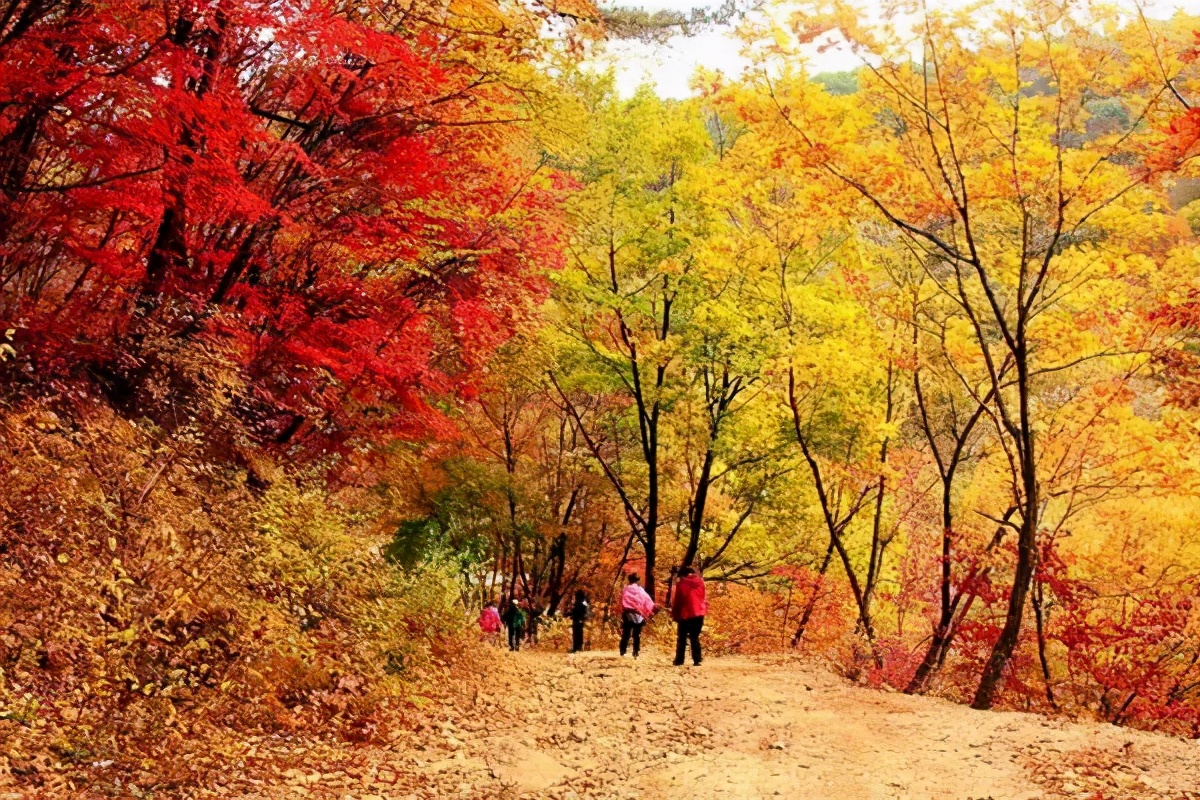 Missing these 14 maple viewing areas in November is equivalent to missing the entire autumn
