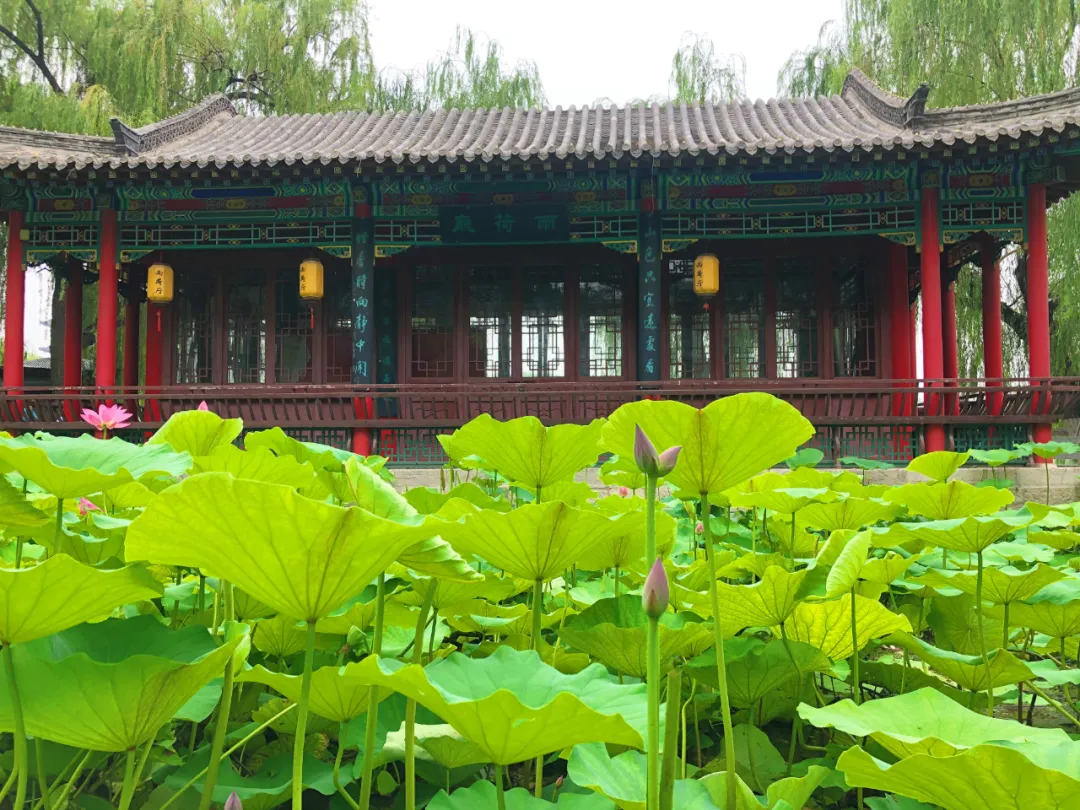 花开并蒂!济南大明湖发现“并蒂莲”