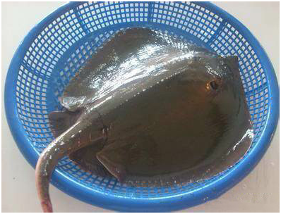 看图识鱼:88种水产海鲜