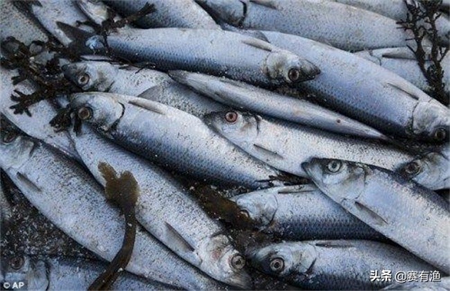 塘里的青鱼批量死亡的原因及治疗方法