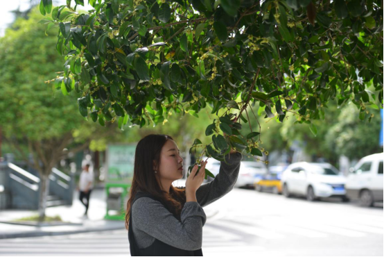 秋分时节桂花香 移民县城醉芬芳