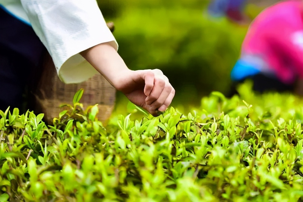 “喝不喝春白茶？”進(jìn)階茶友的心動(dòng)暗號(hào)