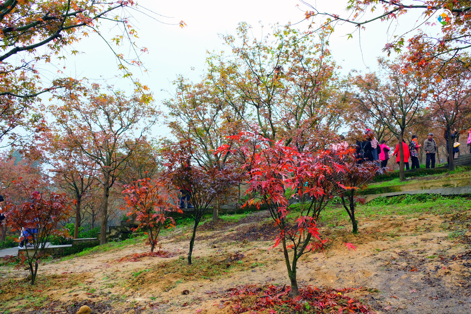 景区因造假被罚款5万元，重庆的“照骗”景点，你都去过哪些？