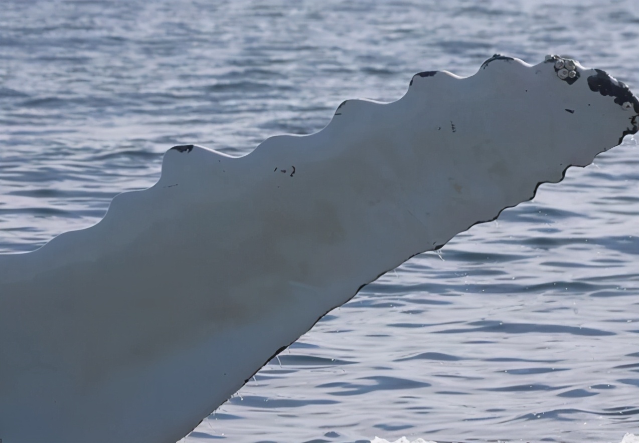 鲸鱼不是鱼是哺乳动物在海里究竟怎么哺乳有独特的吃奶姿势