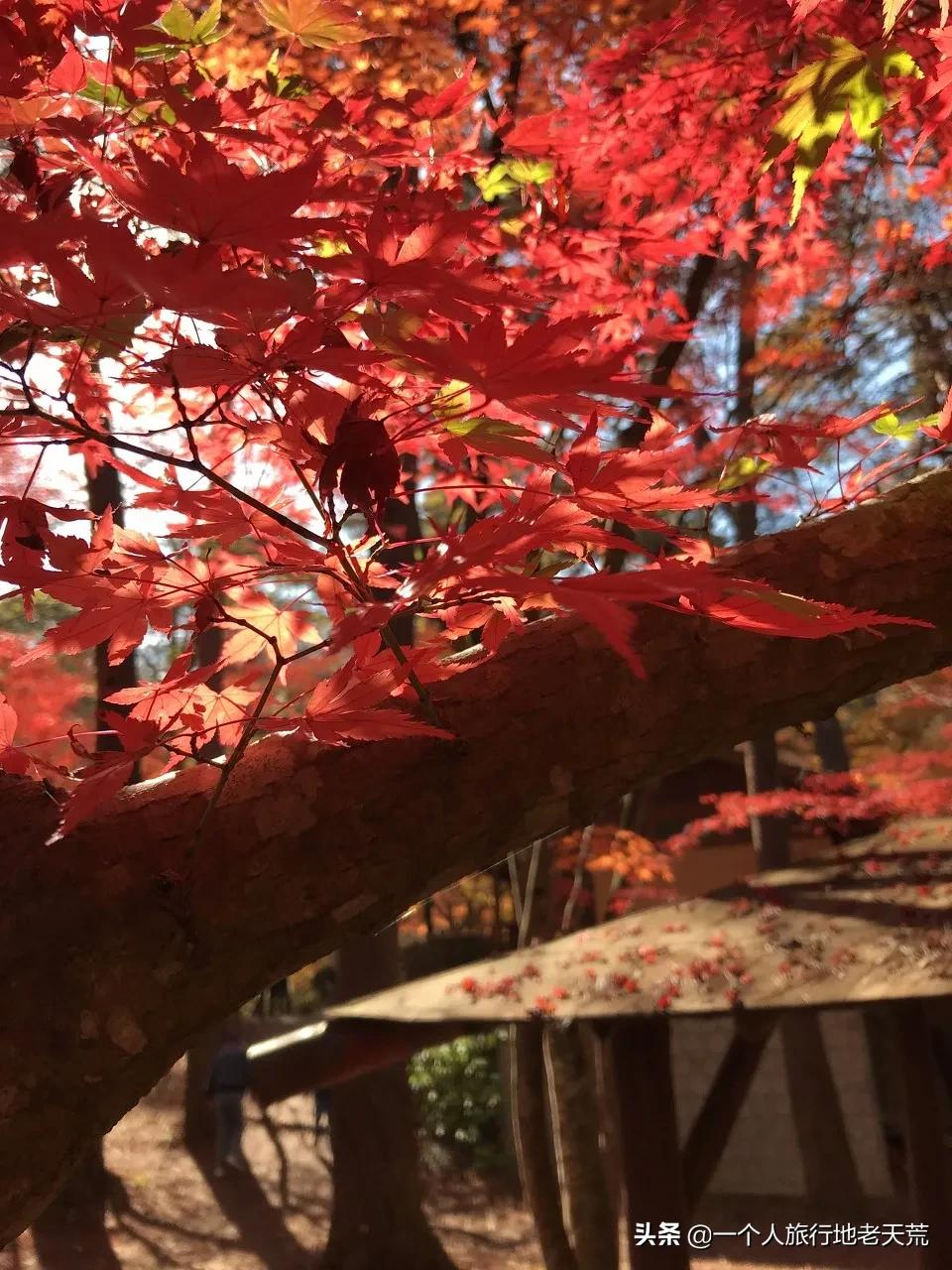 李子柒“隱居”地公開,這座比成都還安逸的城市,究竟是什麼地方