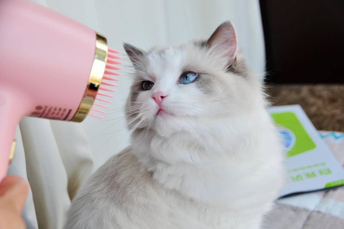 呵护宠物从吹梳开始，嗷喵喵智能宠物吹风梳体验