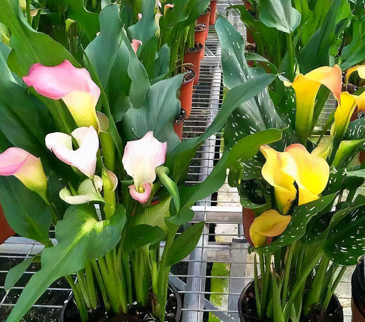 These "4" flowers are poisonous!Don't ask for it for free!If you have a