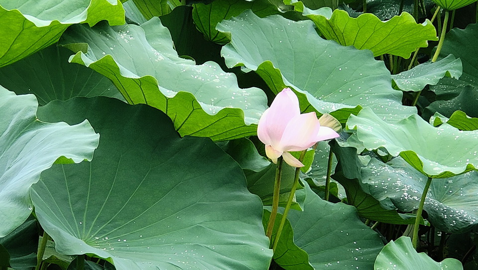 静赏夏花之美，OPPO Reno5 Pro手机随拍