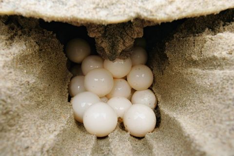 Why do mother turtles lay so many eggs? - iMedia