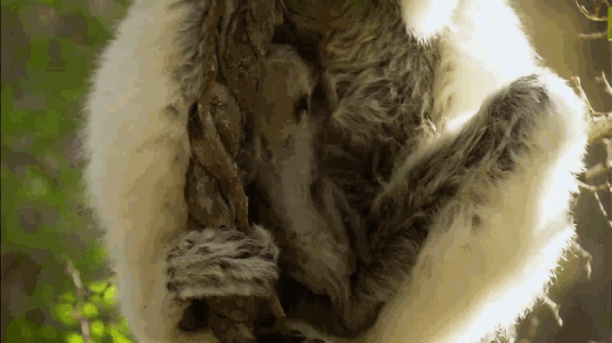 人多力量大，不止適用於人類