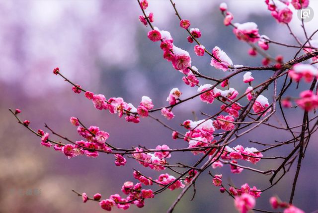 「诗词鉴赏」傲雪寒梅独自开-第15张图片-非凡网