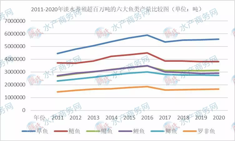 淡水養(yǎng)殖六大魚類發(fā)展趨同，草魚穩(wěn)居首位，鳙魚趕超鯉魚擠進前三