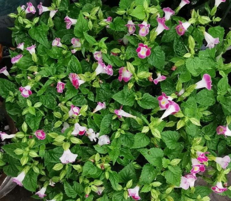 The powerful summer pansy flowers will not die in the summer, the more