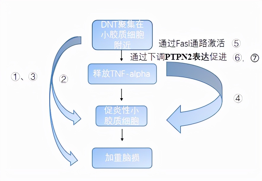 让人又爱又恨的T淋巴细胞(T细胞)