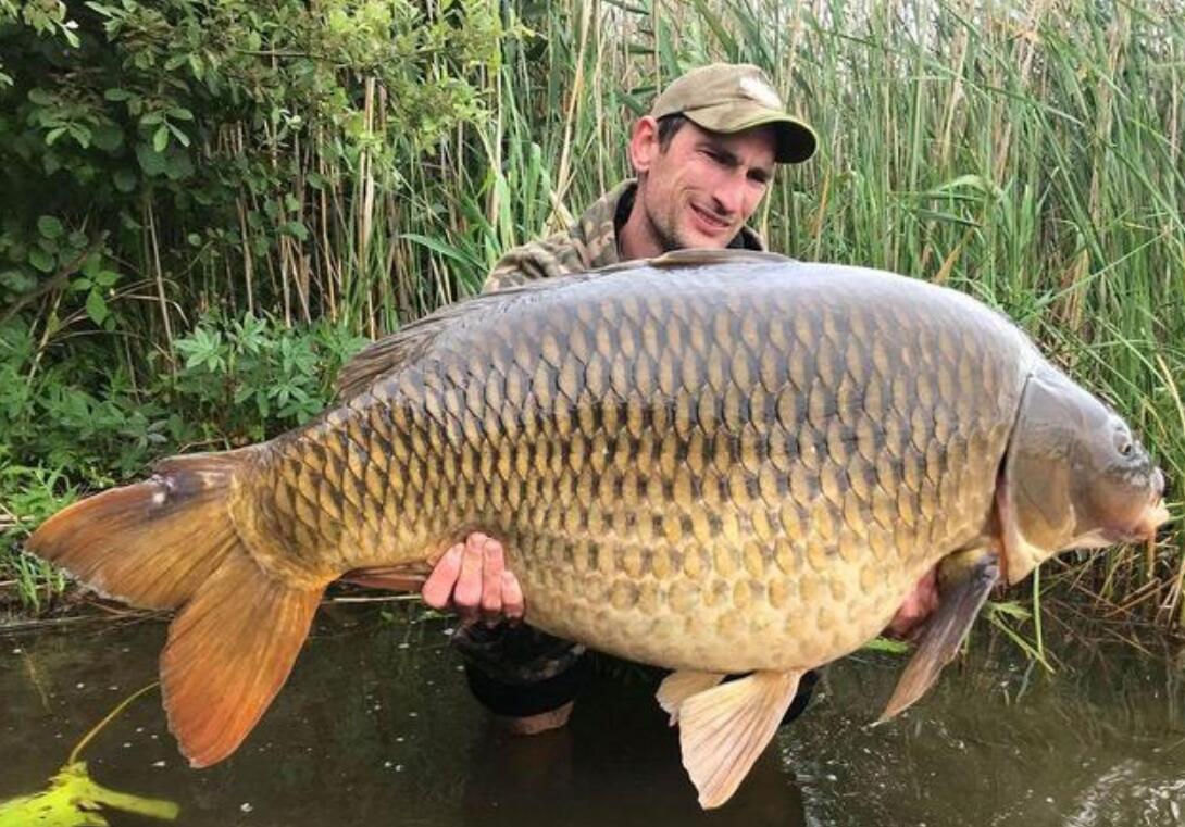 澳大利亞重金通緝一條鯉魚，懸賞500萬！這條鯉魚究竟做了什么？