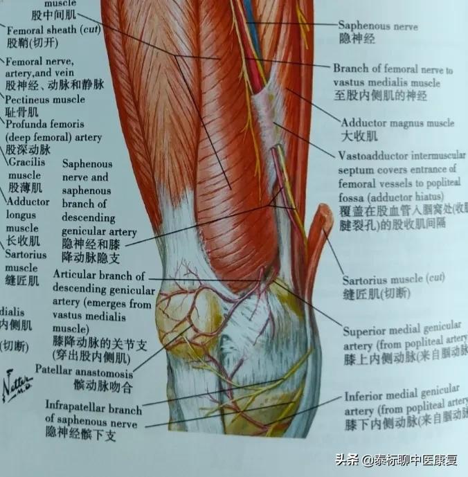 Key points for treatment of knee joint pain with small needle knife iNEWS