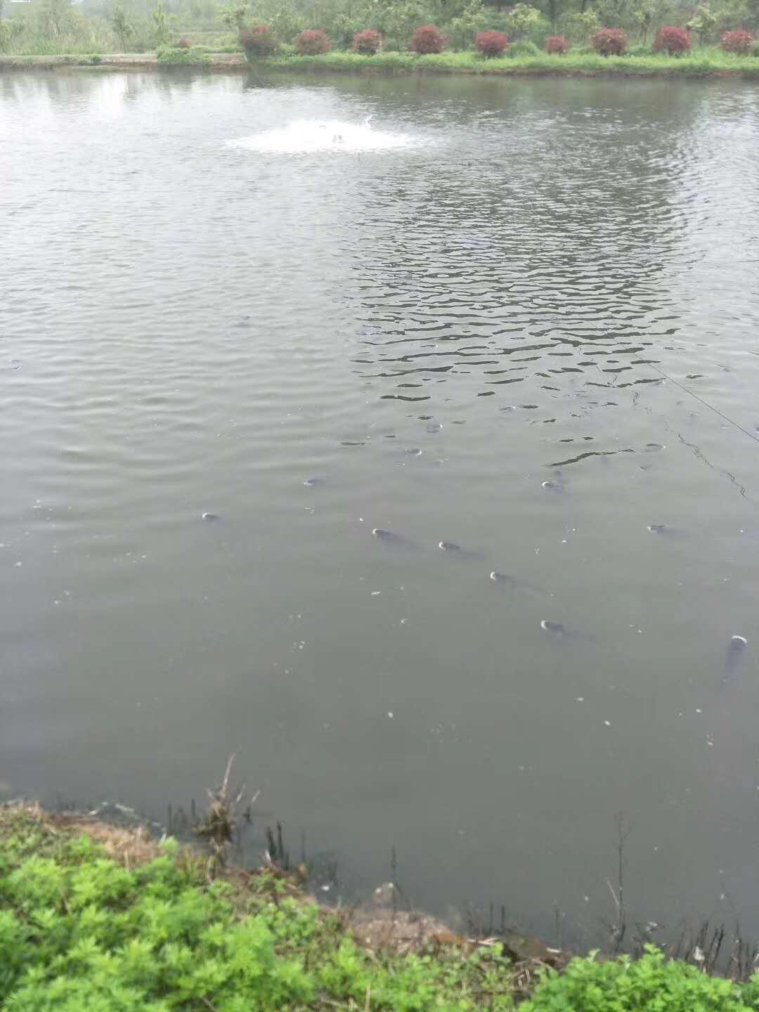 鱼缺氧浮头常见原因和处理方法