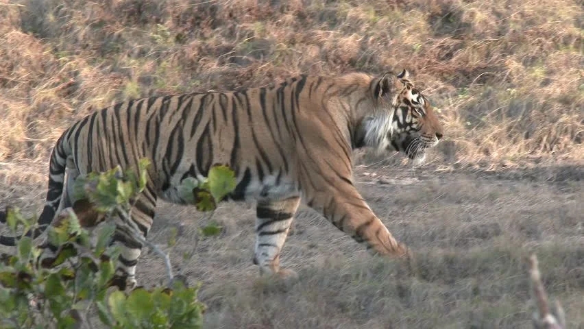 Barbary Lion vs. Bengal Tiger, who is the most powerful fighter on ...