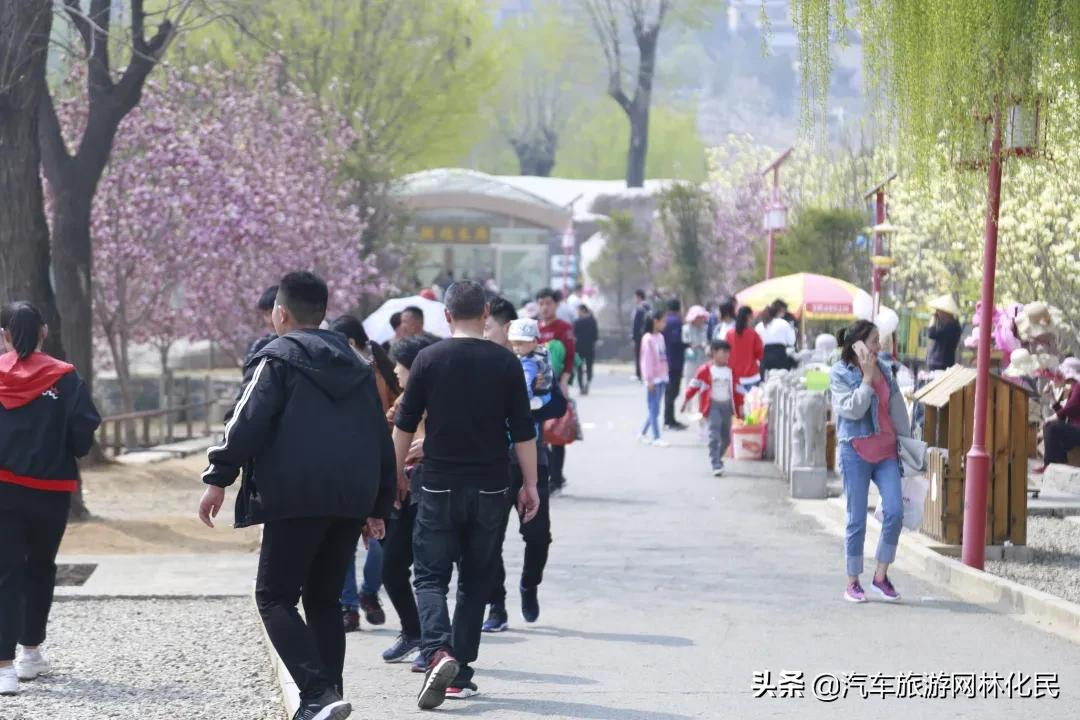 沂蒙马泉休闲园万亩樱桃花开,门票免费送啦