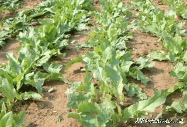 这样养鹅既能降低成本，又能提高利润