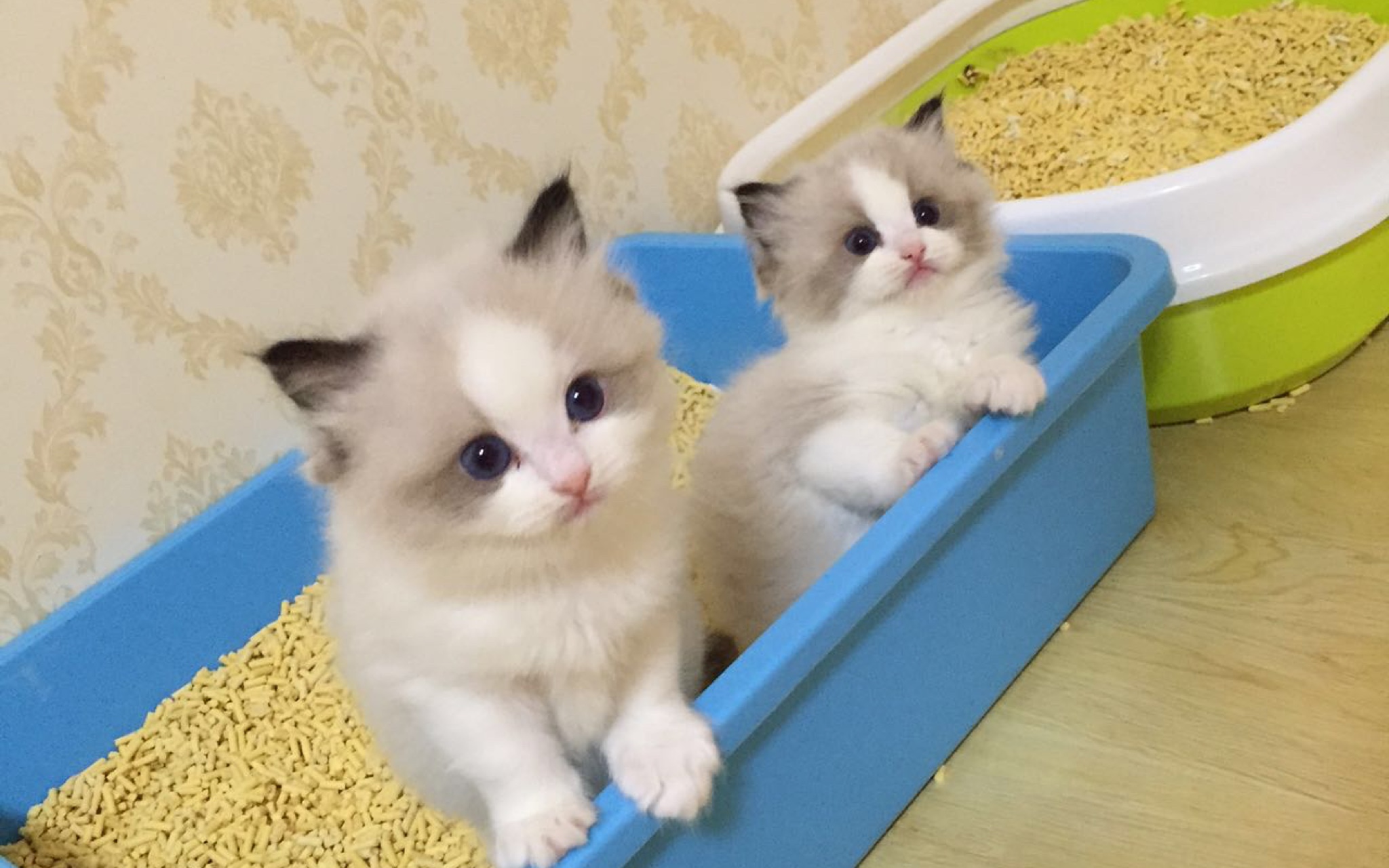 Why does the cat suddenly have loose stools?How to deal with common