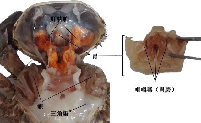螃蟹卵巢图片图片