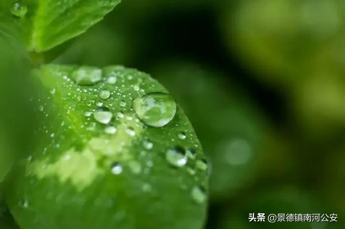 唯美春日古诗词：花已初开，愿君常在-第5张图片-非凡网