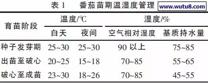 温室大棚里的串收番茄基质无土栽培技术干货满满、智能温室工程