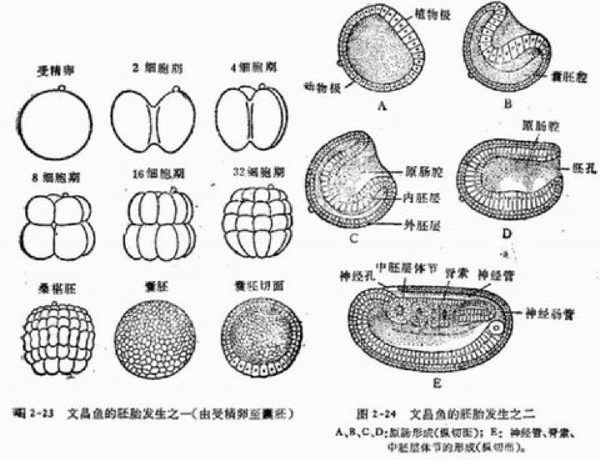 似鱼非鱼,种类不多,却在动物界地位特殊
