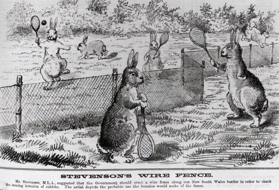 从24只到100亿只，人兔大战150年，澳大利亚完败