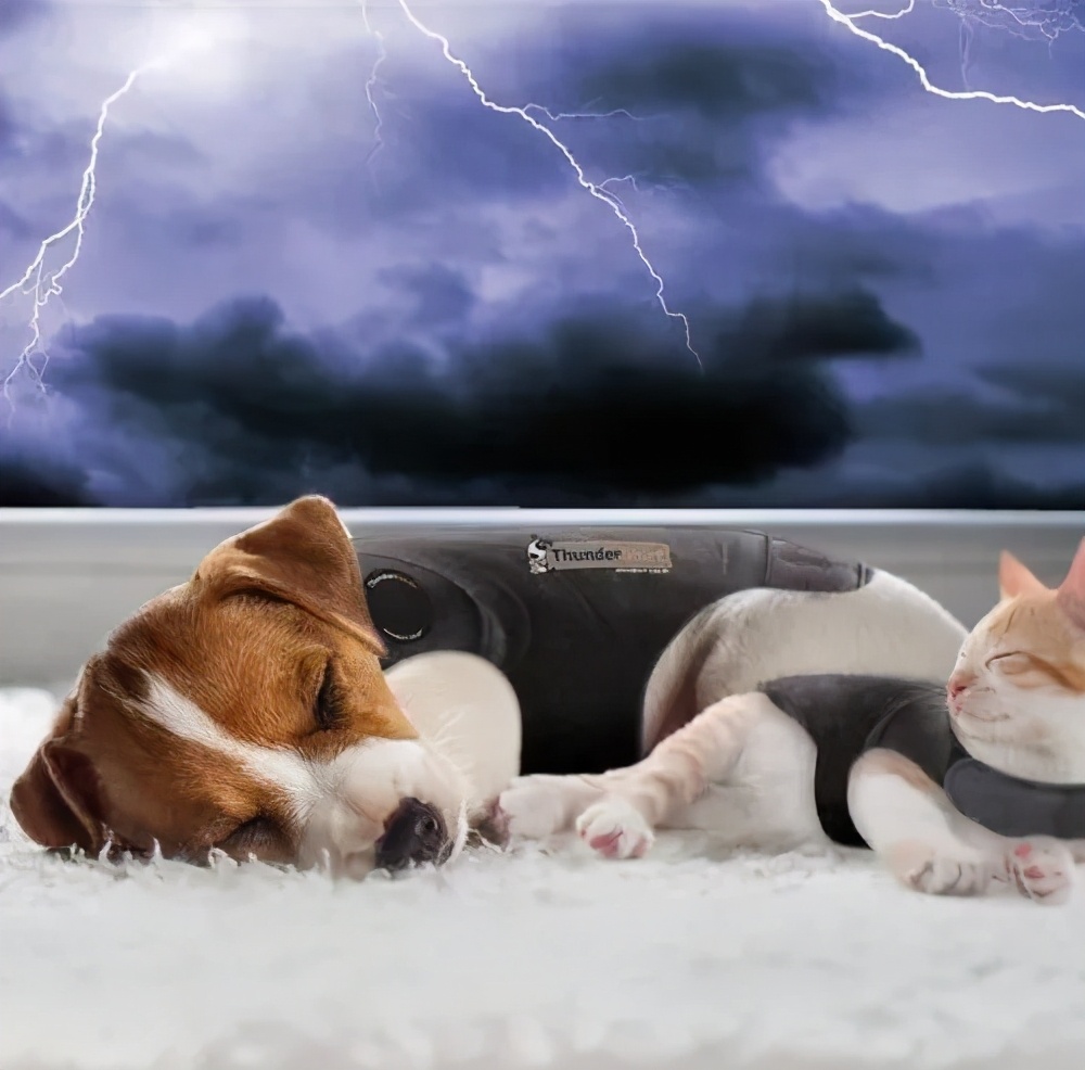 关于狗子的21个神奇冷知识，知道一半的都很了不起